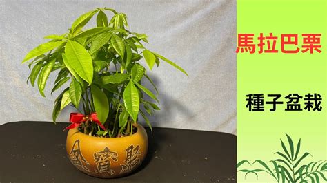 發財樹發芽|馬拉巴栗（發財樹）種子盆栽種植紀錄